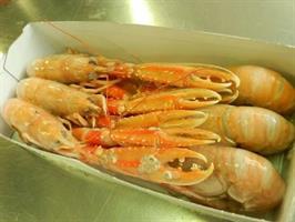 SCAMPI 4/7 MAURIUS 6/1KG