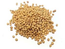 SHAPUR SEMI SENAPE GIALLA BS/1KG